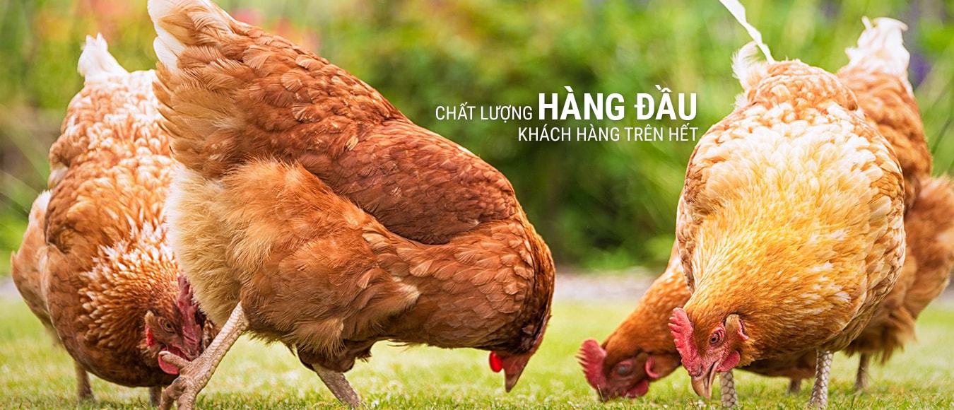 Cover image for DINH DƯỠNG Á CHÂU - ANT VIỆT NAM