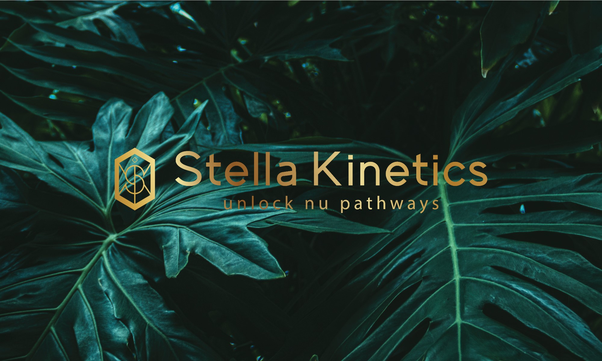 Cover image for Động Học Stella