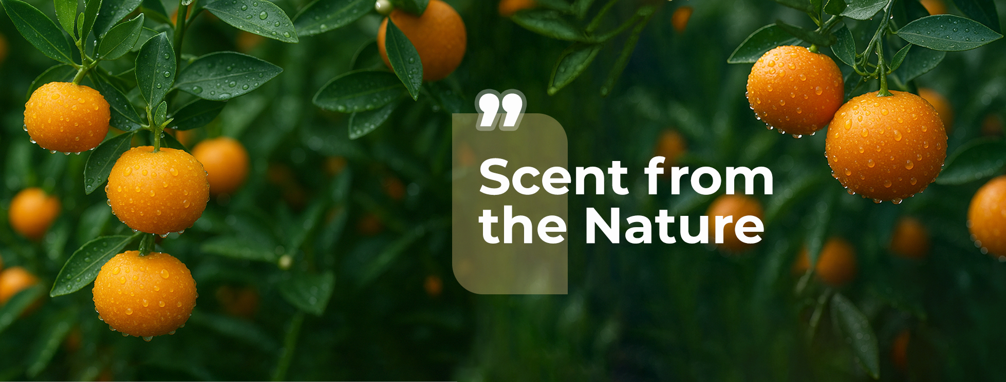 Cover image for PEROMA Việt Nam