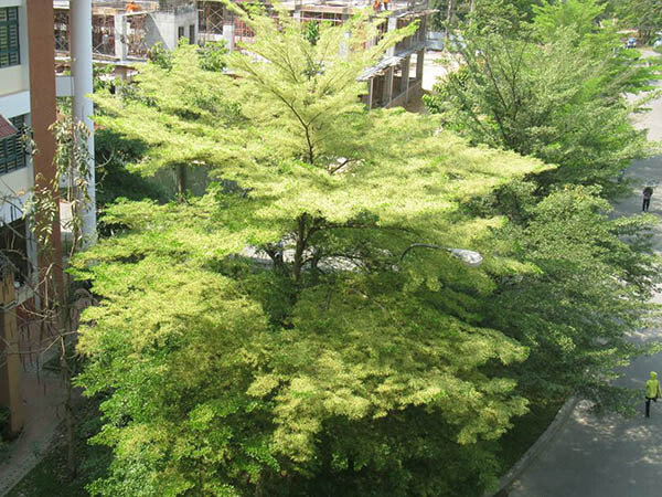 Cover image for Cảnh Quan Mộc Lan