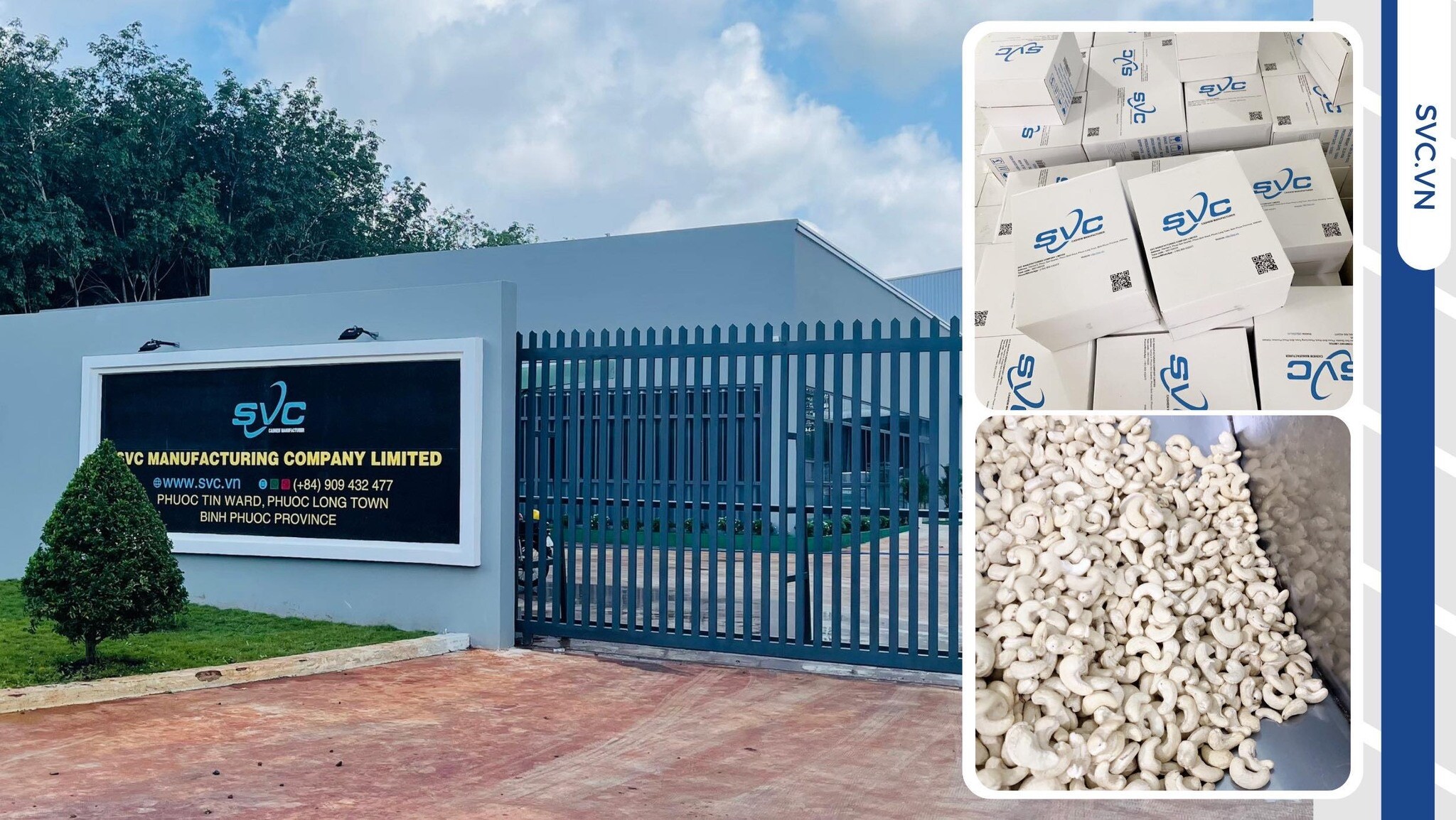 Cover image for SVC Cashew