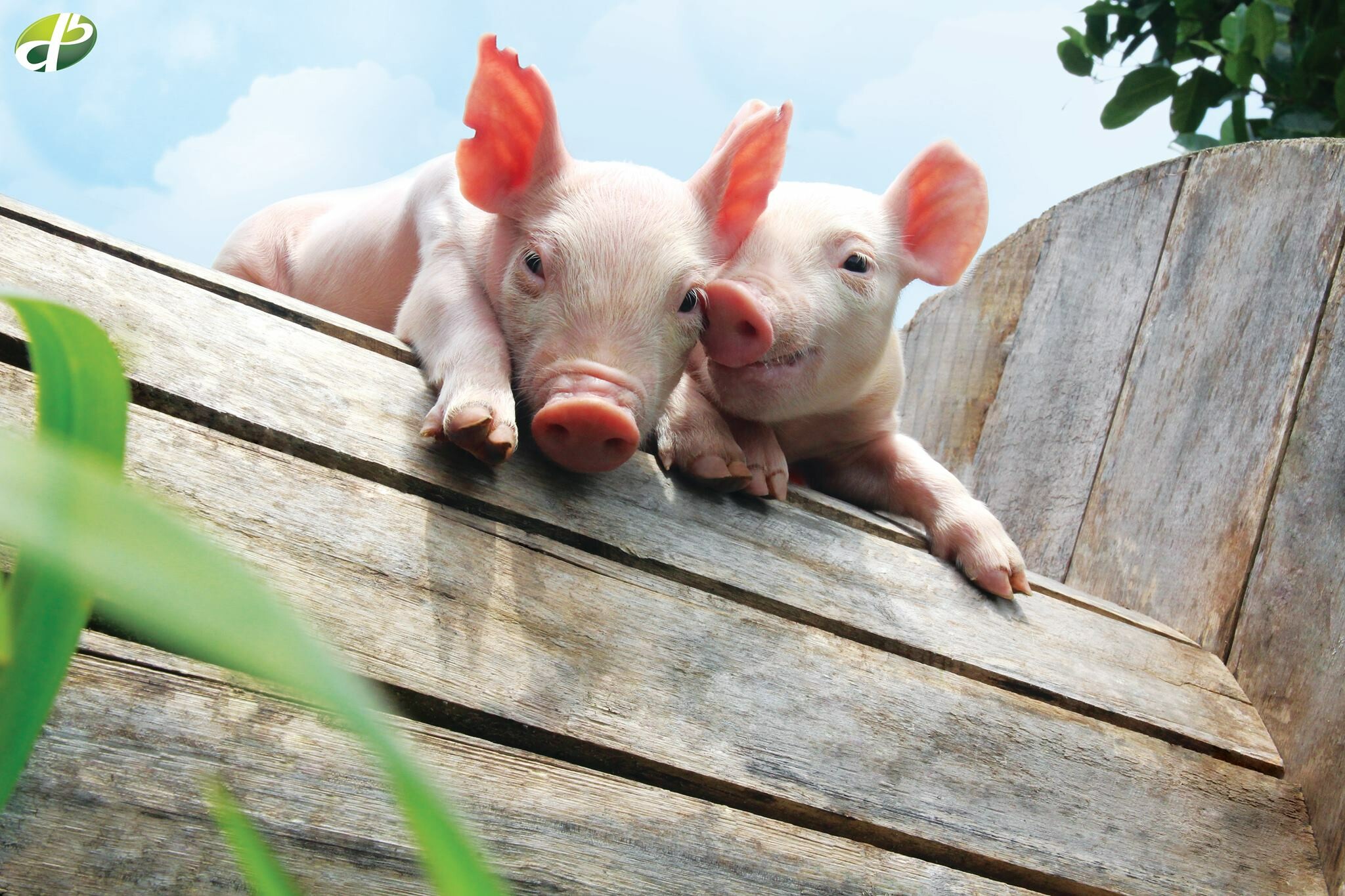 Cover image for Darby- CJ Genetics