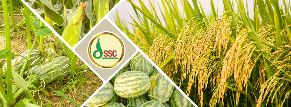 Cover image for Giống Cây Trồng Miền Nam