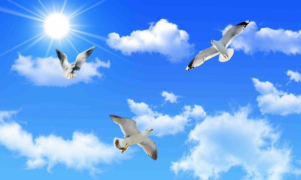 Cover image for Thiên Đức