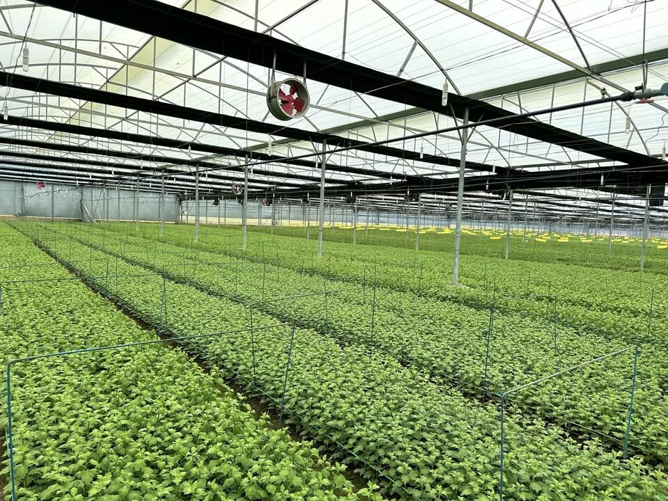 Cover image for Dalat Evergreen