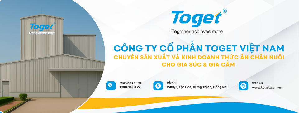 Cover image for Toget Việt Nam