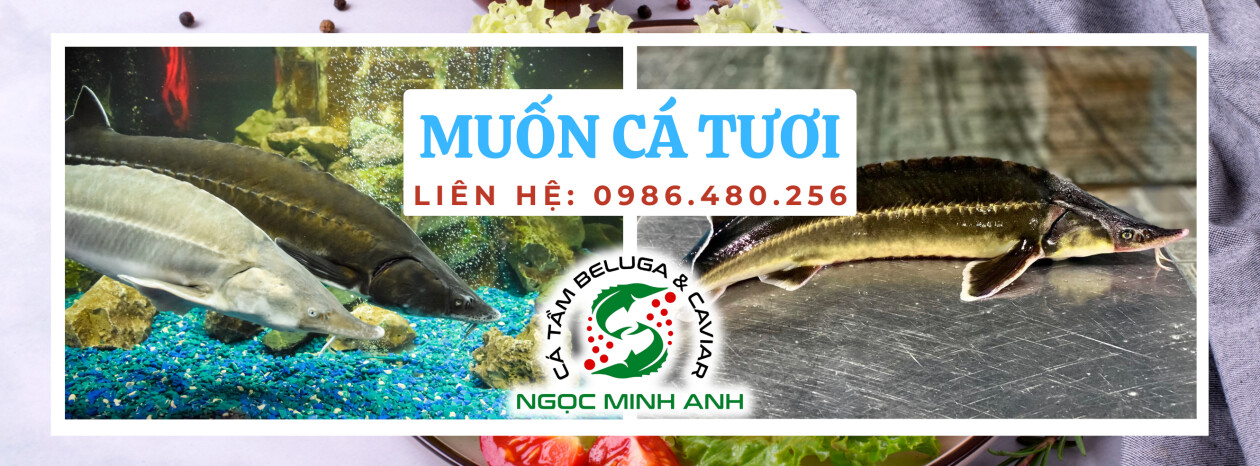 Cover image for Công ty Cá Tầm BELUGA & CAVIAR NGỌC MINH ANH