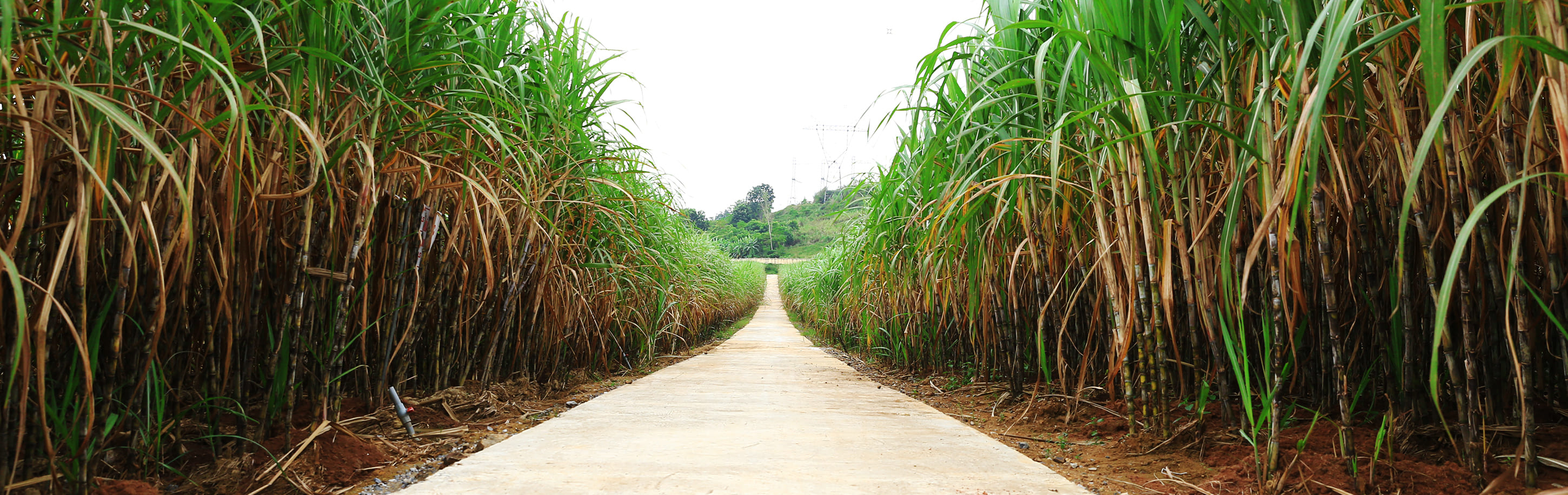 Cover image for Mía Đường Lam Sơn