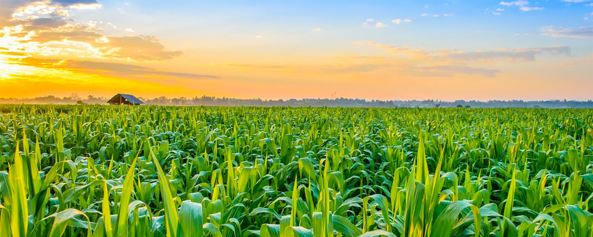 Cover image for Vinaseed