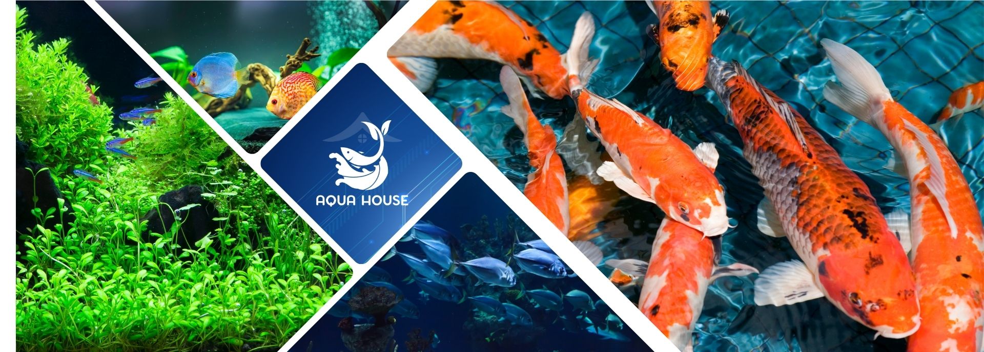 Cover image for Aqua House