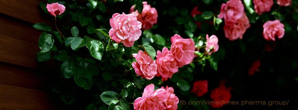 Cover image for Dược phẩm Vimedimex