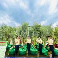 Cây Cảnh Ngoại Nhập Khánh Võ 11