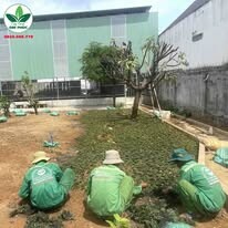 Cây Xanh Đô Thị Đại Phúc 1