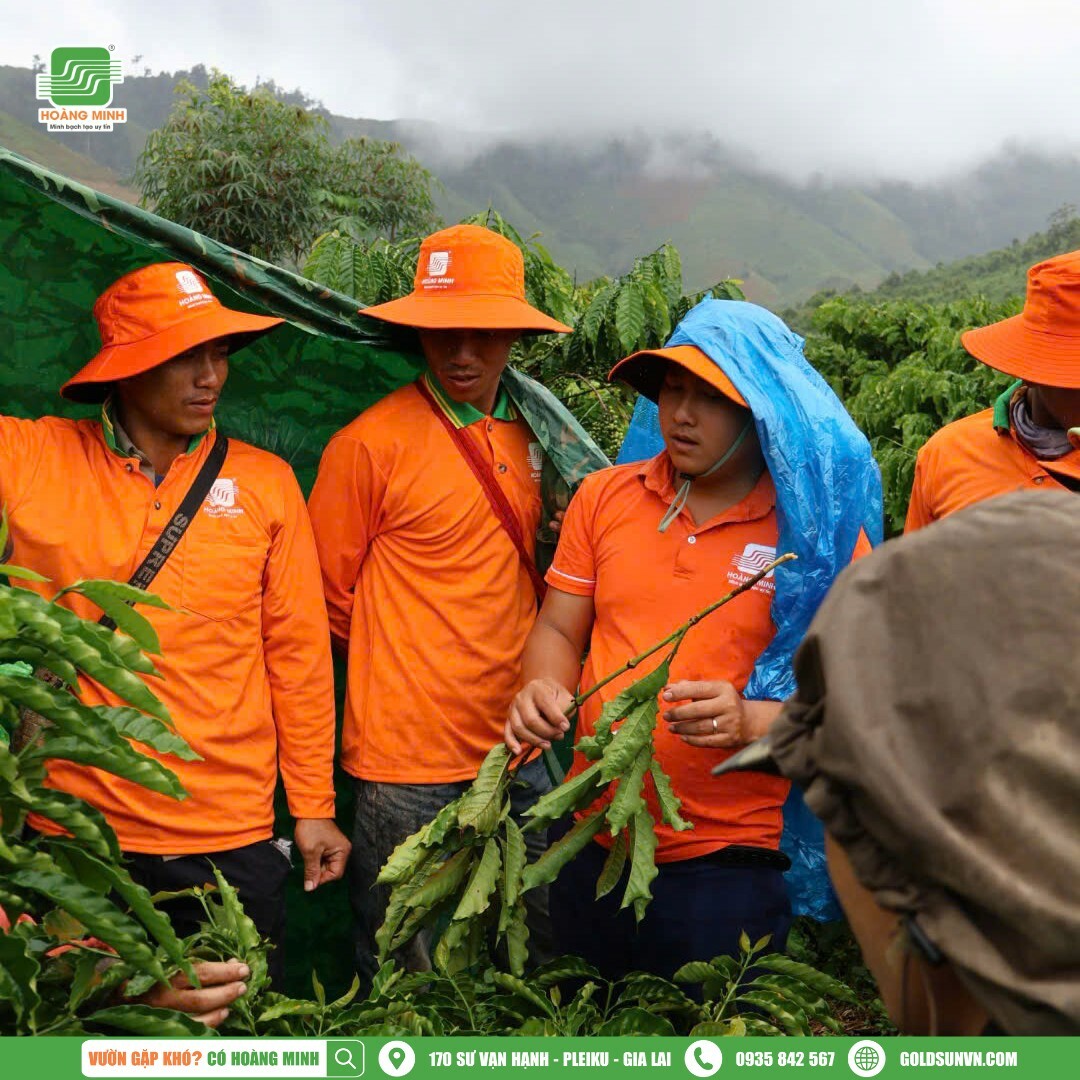 NÔNG NGHIỆP HOÀNG MINH 6
