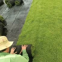 Cây Xanh Đô Thị Đại Phúc 2