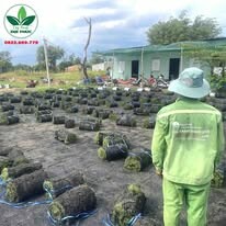 Cây Xanh Đô Thị Đại Phúc 4