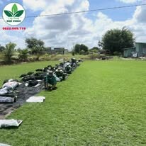 Cây Xanh Đô Thị Đại Phúc 3