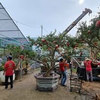 Cây Cảnh Ngoại Nhập Khánh Võ 15