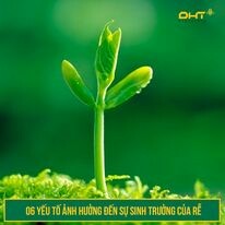 Công Nghệ Cao Đại Hưng Thăng 1