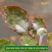 Công Nghệ Cao Đại Hưng Thăng 7