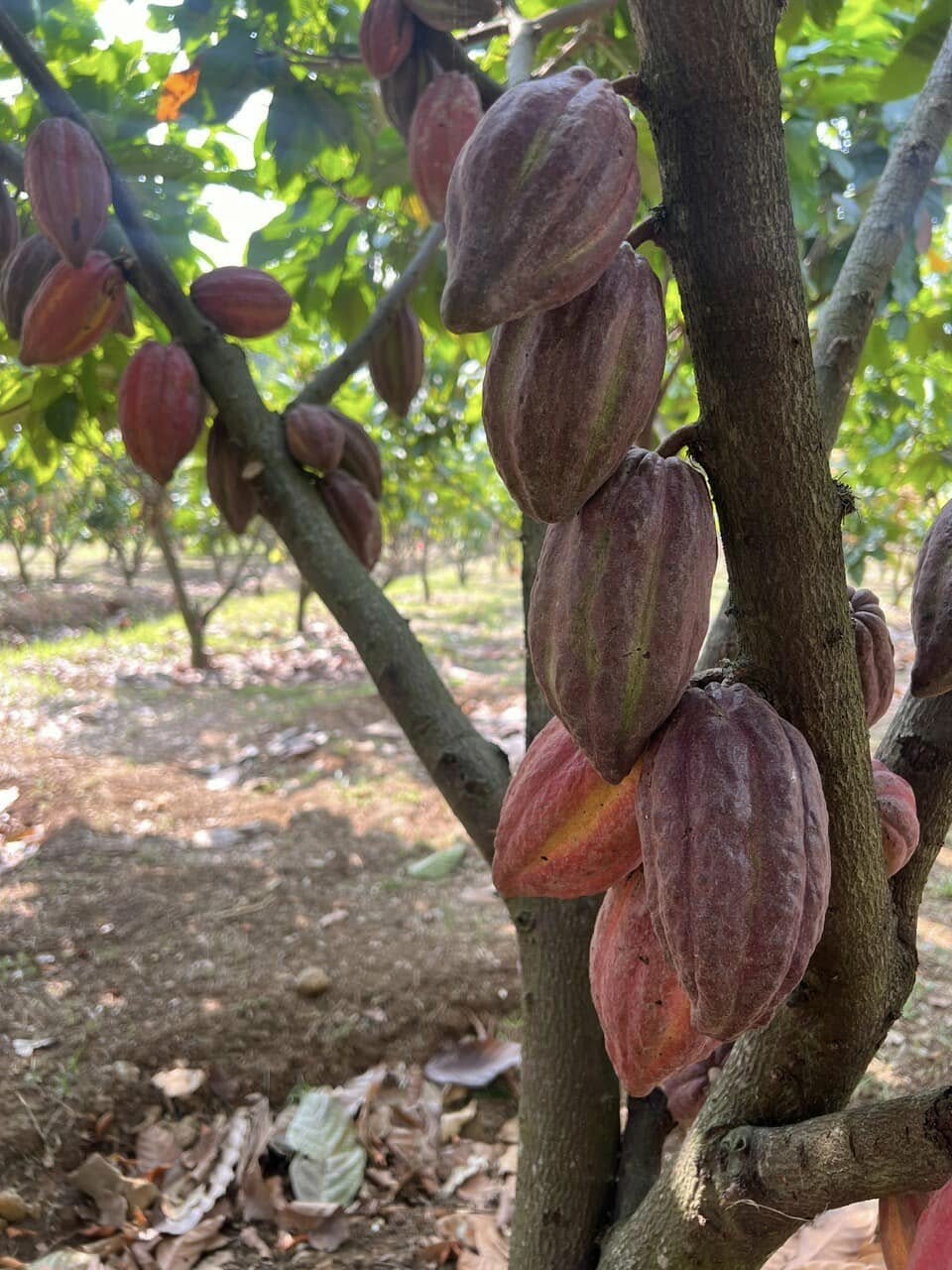 BINON CACAO 8