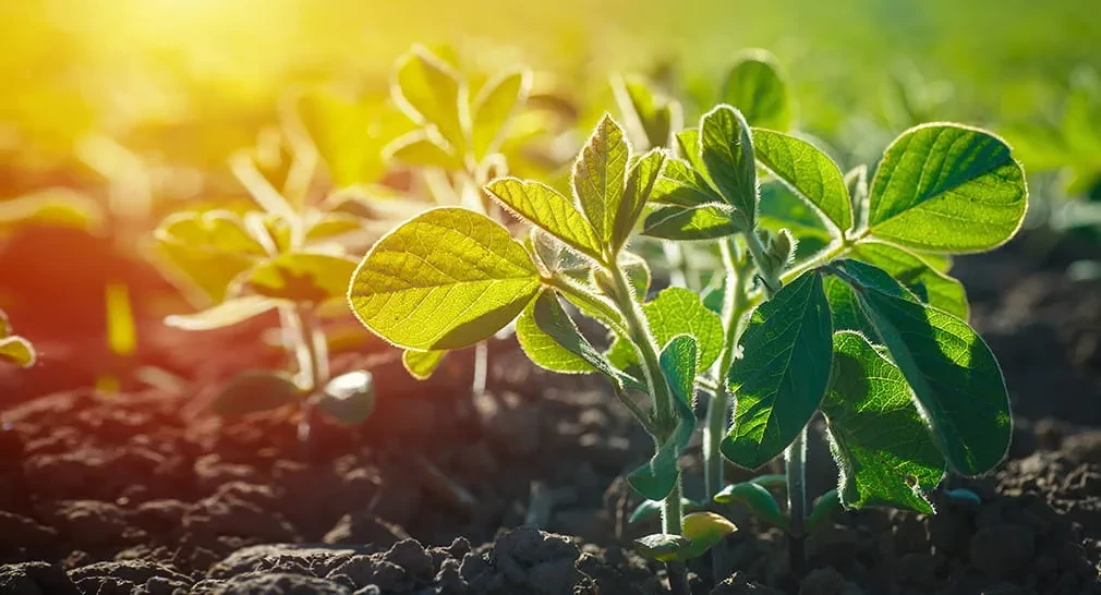 Công Ty TNHH Kinh Doanh Nông Sản Việt Nam 10