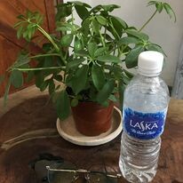 Tropical Wave Corporation Viet Nam 2