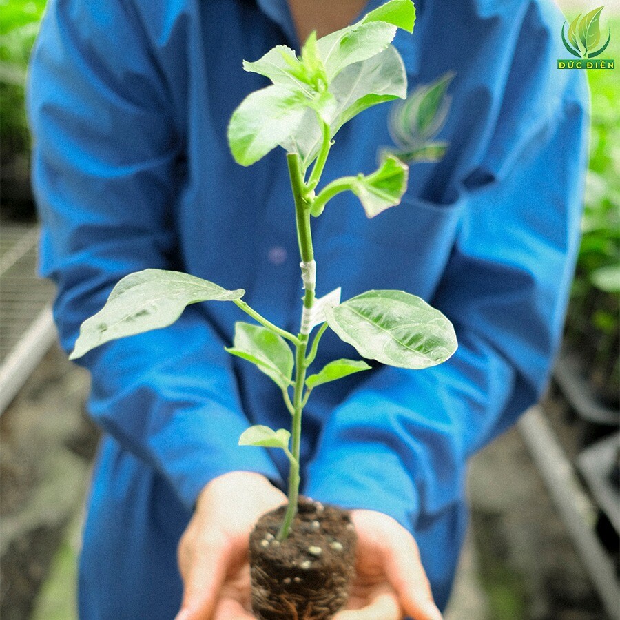 Nông Nghiệp SeSan Gia Lai 2