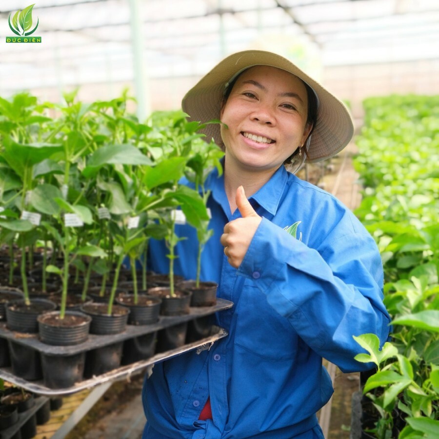 Nông Nghiệp SeSan Gia Lai 4