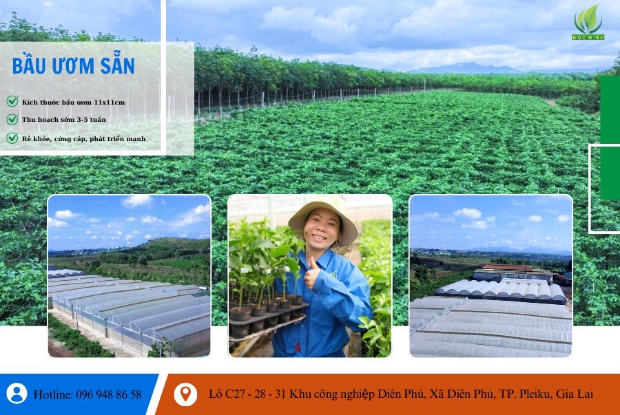 Nông Nghiệp SeSan Gia Lai 5