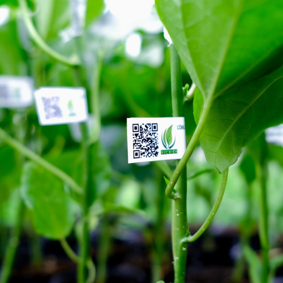 Nông Nghiệp SeSan Gia Lai 6