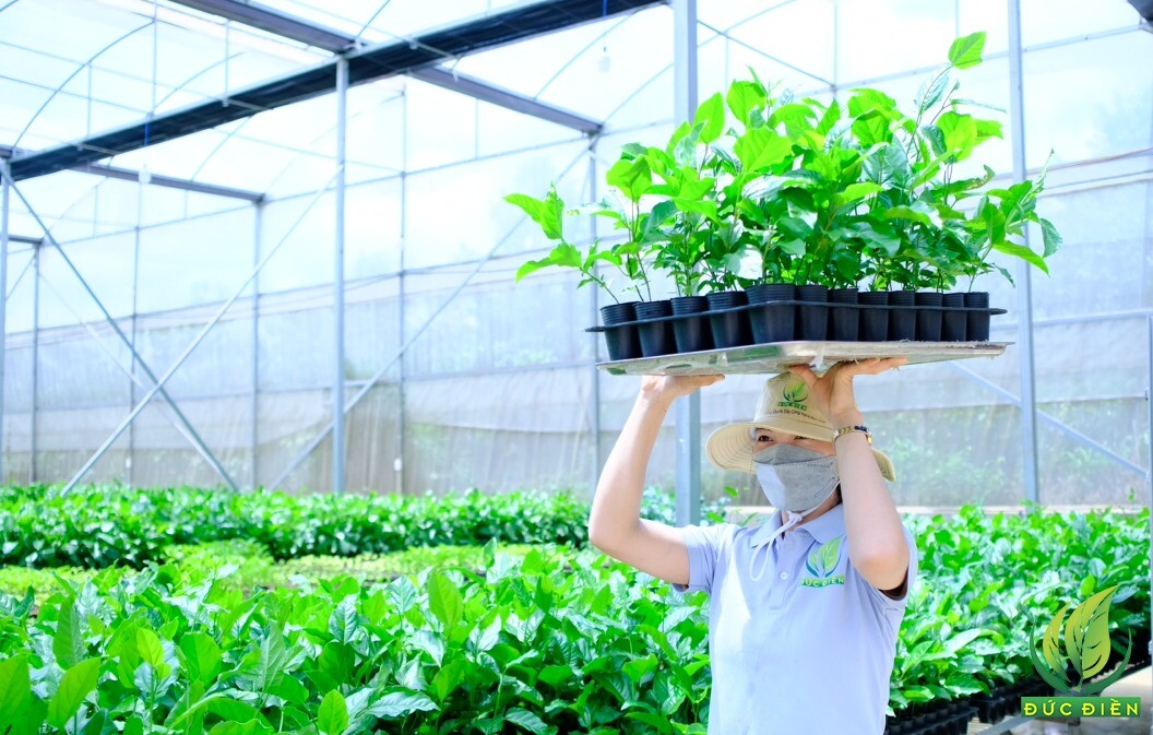 Nông Nghiệp SeSan Gia Lai 7