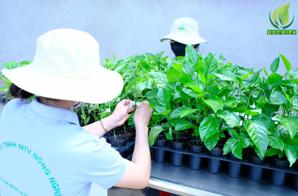 Nông Nghiệp SeSan Gia Lai 8