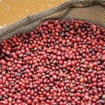 Sản xuất thương mại dịch vụ 43 - 43 Factory Coffee Roaster 11