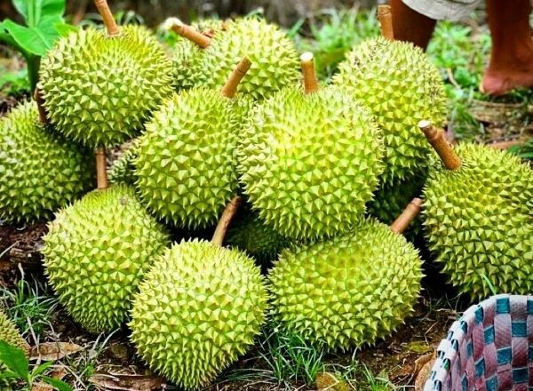 Cuộc Sống Xanh - GreenLife 6