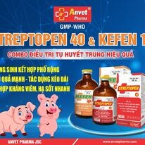 Dược Phẩm Anvet 6