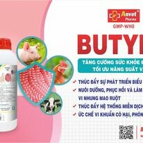 Dược Phẩm Anvet 9