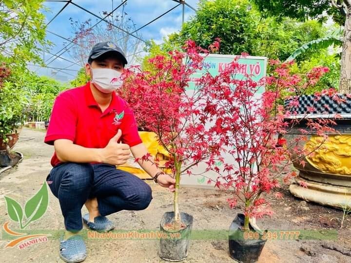 Cây Cảnh Ngoại Nhập Khánh Võ 1