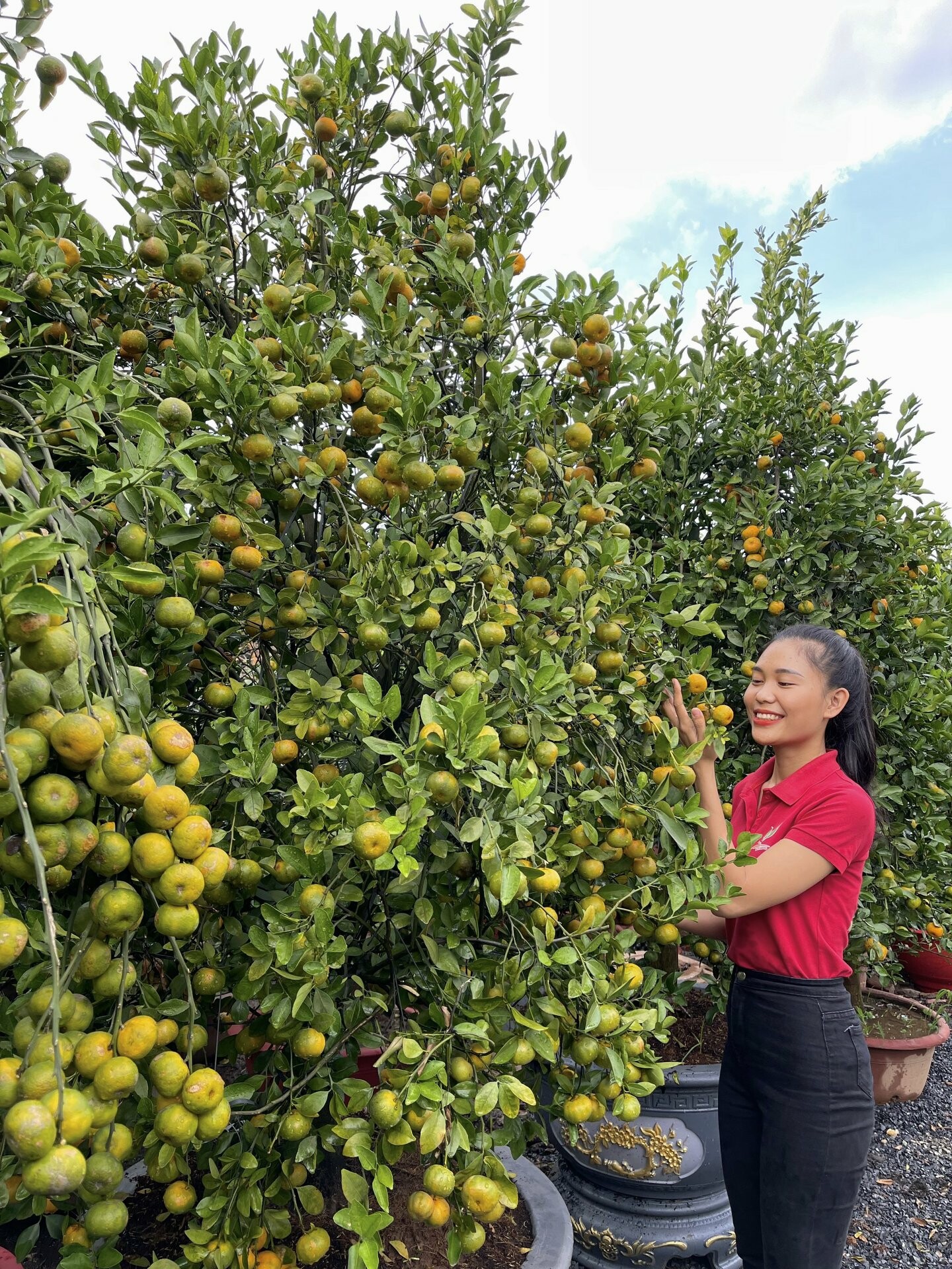 Cây Cảnh Ngoại Nhập Khánh Võ 2