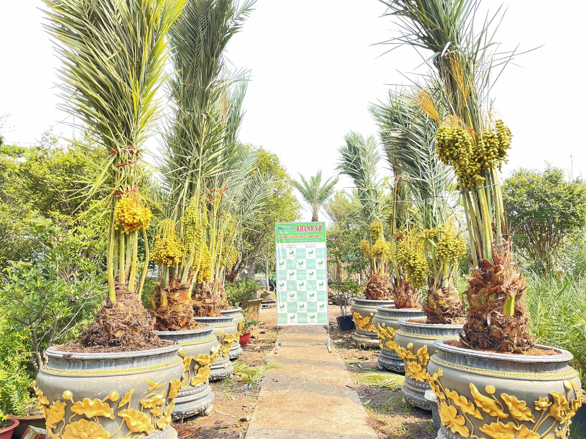 Cây Cảnh Ngoại Nhập Khánh Võ 4