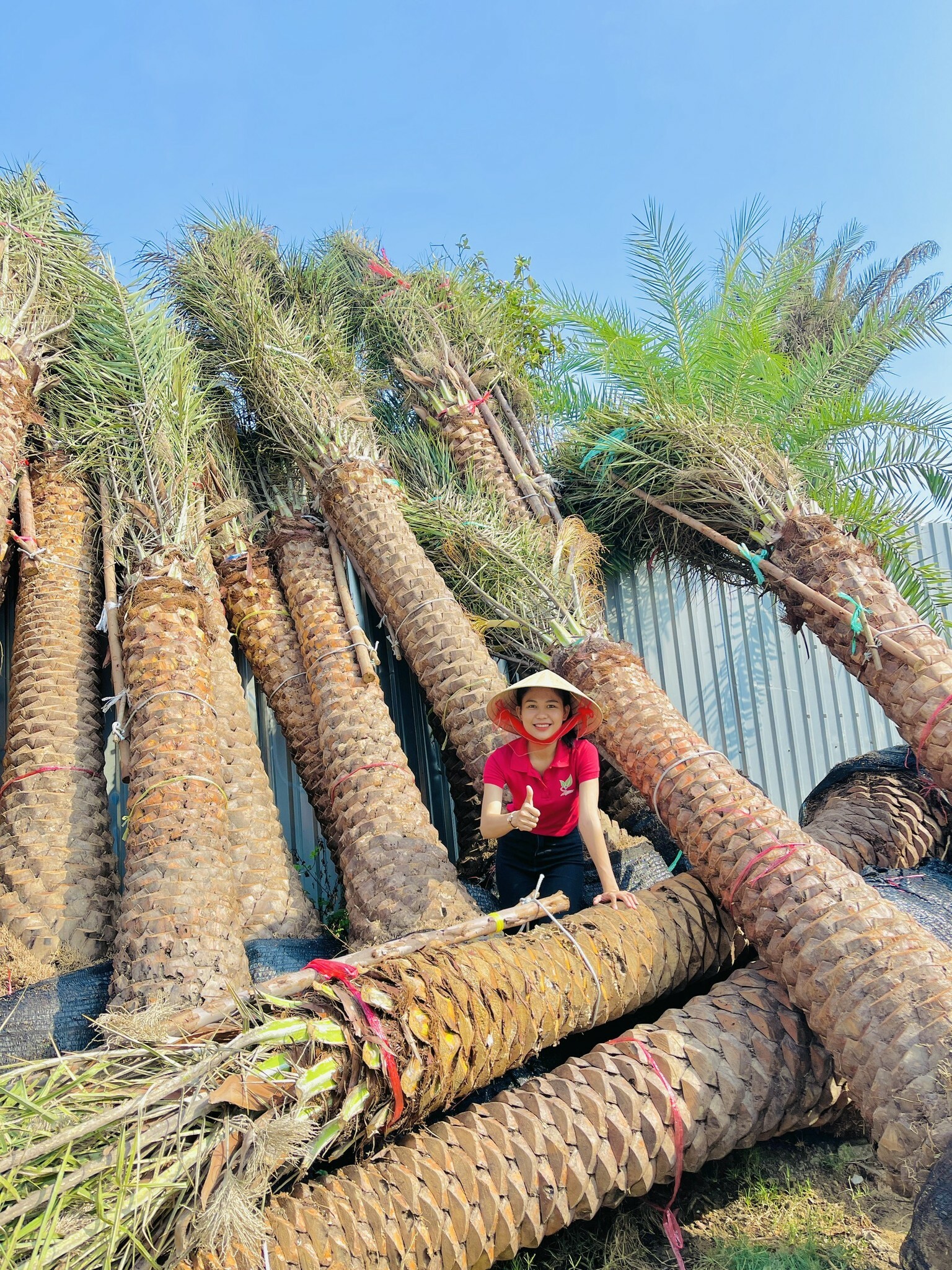 Cây Cảnh Ngoại Nhập Khánh Võ 3