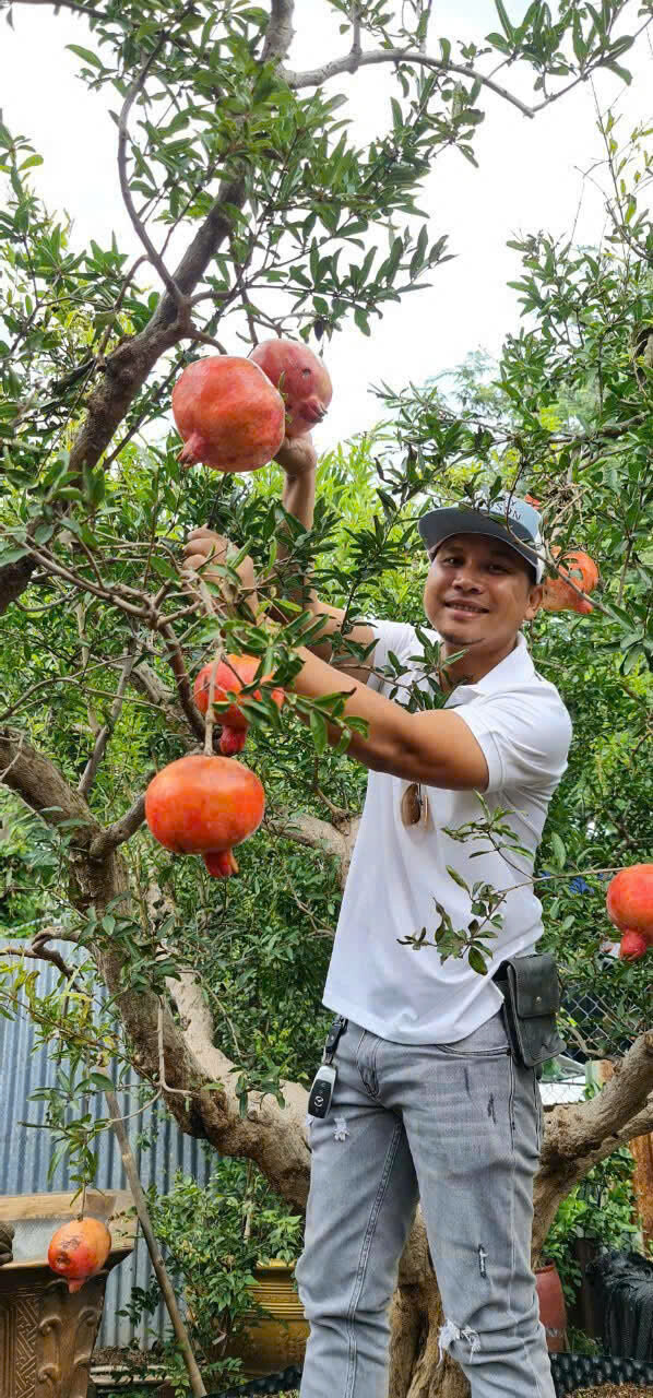 Cây Cảnh Ngoại Nhập Khánh Võ 8