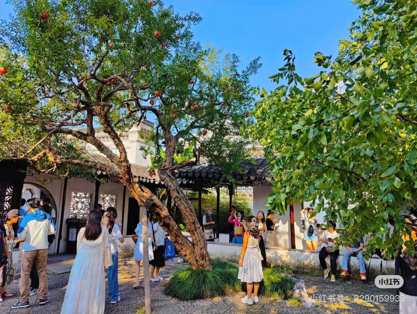 Cây Cảnh Ngoại Nhập Khánh Võ 7