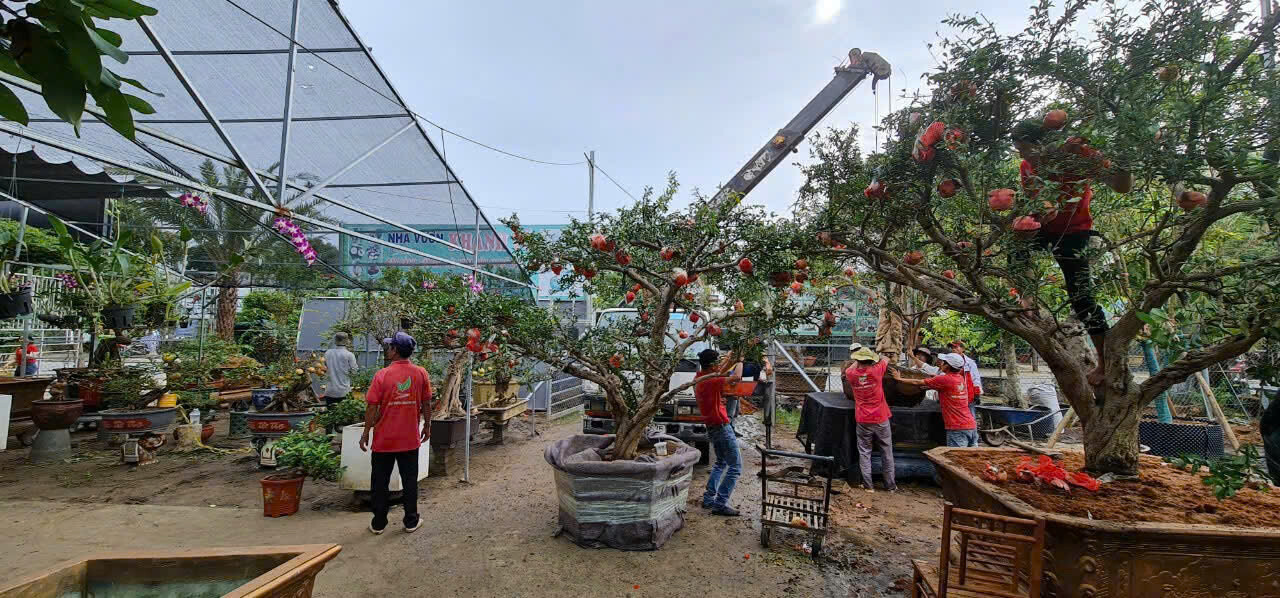 Cây Cảnh Ngoại Nhập Khánh Võ 6