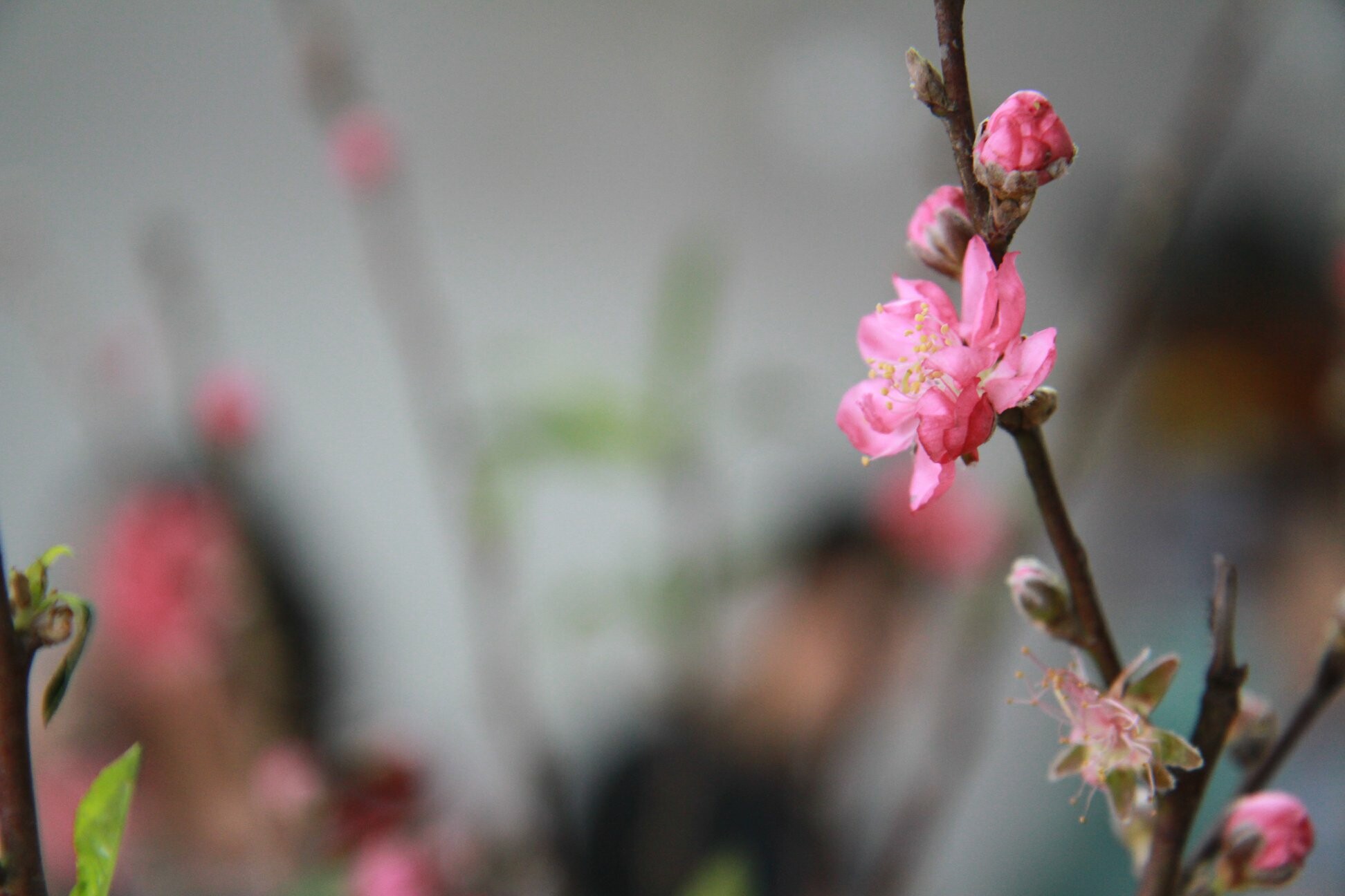 Tư vấn và Kiểm toán Quốc tế (AC) 5