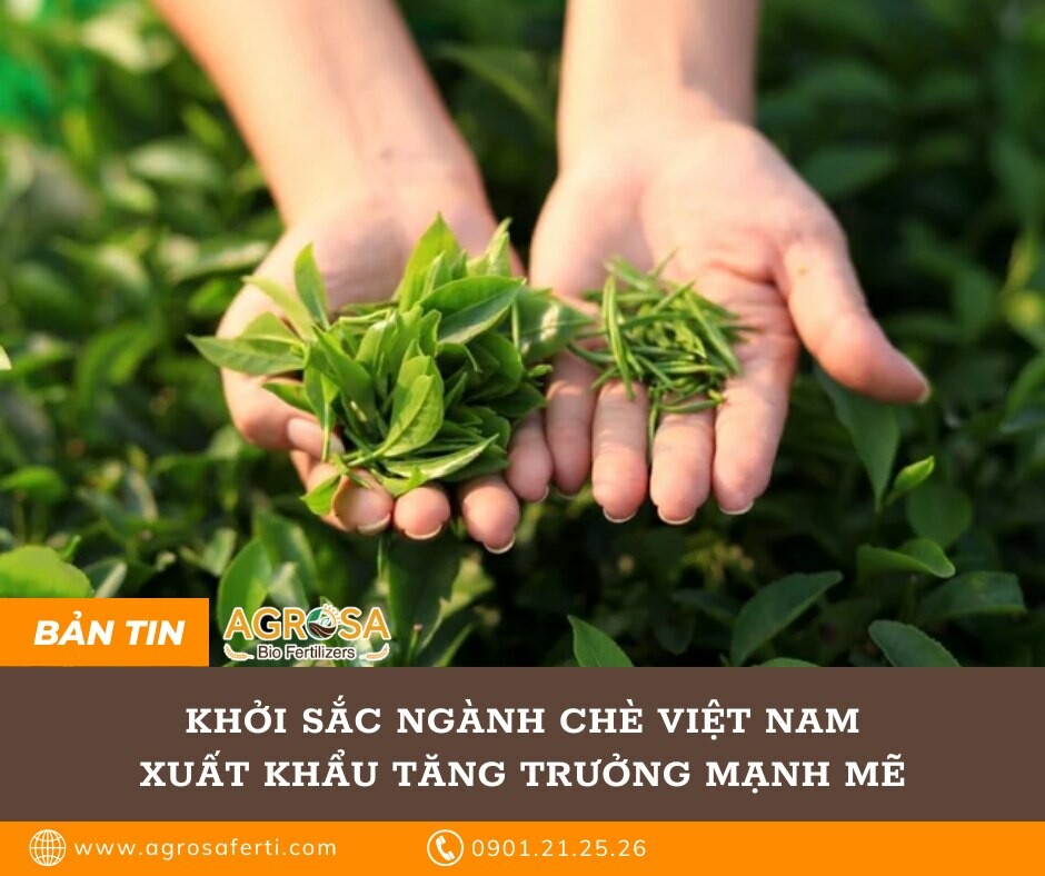 Nhà máy phân bón Bio Agrosa 7