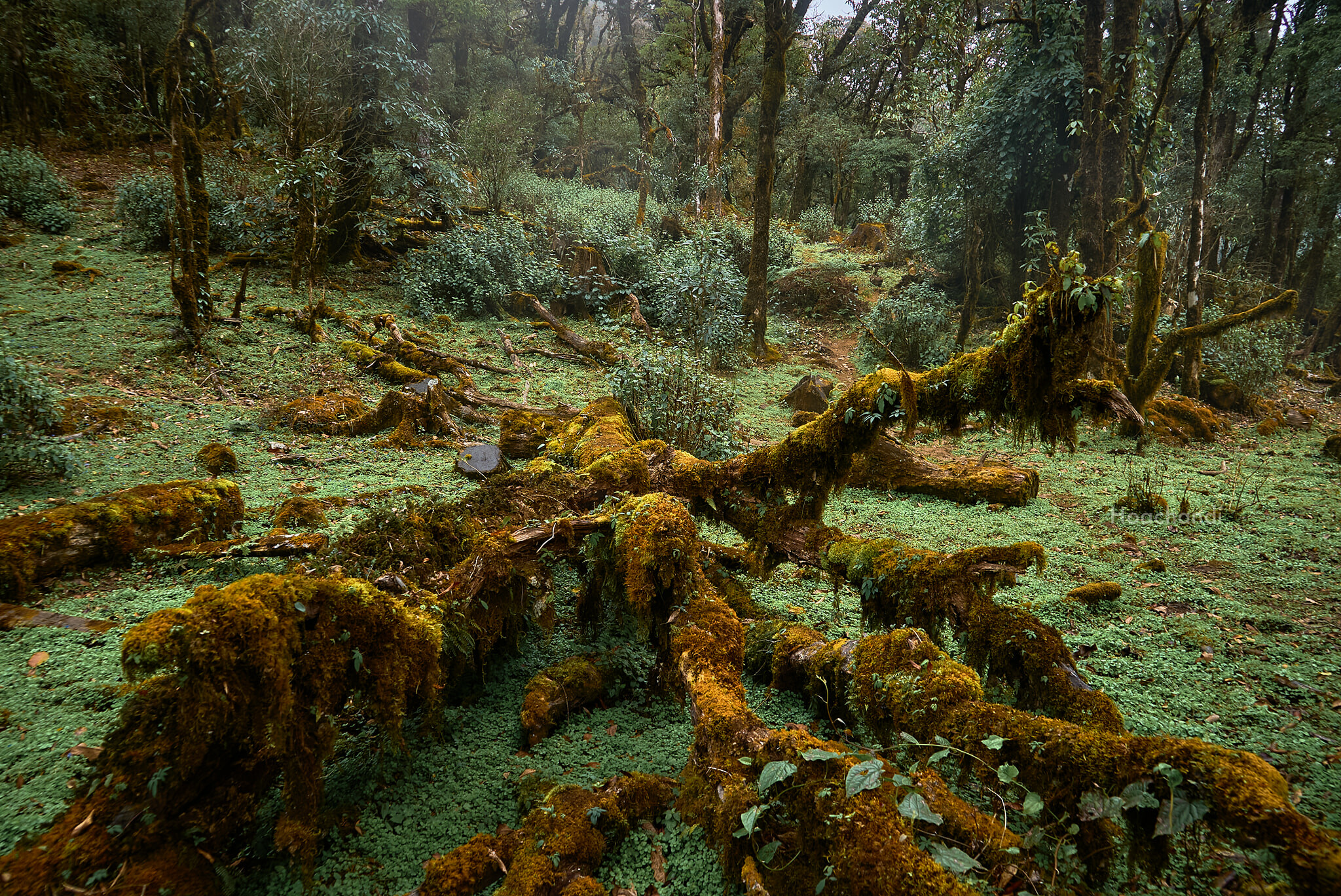 Thương Mại F.C Việt Nam 1