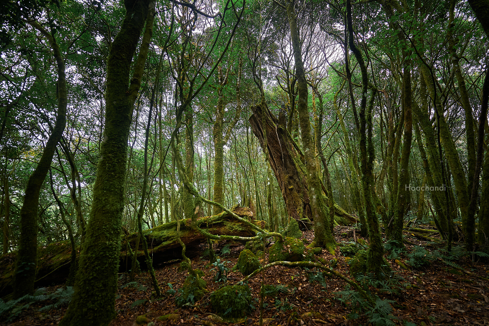 Thương Mại F.C Việt Nam 2