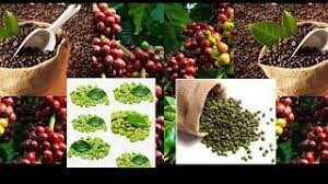 Thương phẩm Atlantic - ACOM 1