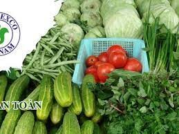 Giống Rau Quả Trung Ương 3